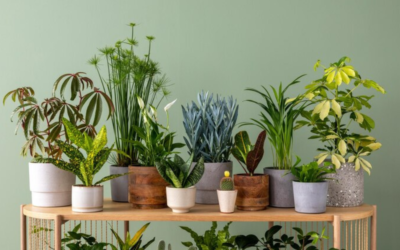 Healing Benefits of Indoor Plants